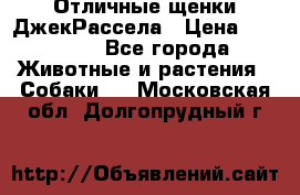 Отличные щенки ДжекРассела › Цена ­ 50 000 - Все города Животные и растения » Собаки   . Московская обл.,Долгопрудный г.